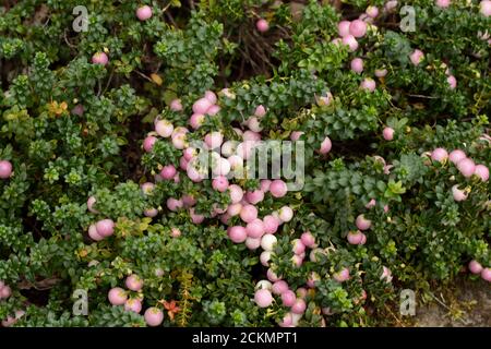 Gaultheria 'Perlen' mit reichlich Beeren Stockfoto