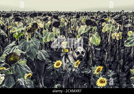 Schäferhund in verblassten Sonnenblumen. Herbstfeld mit Blumen. Schwarzweißfoto. Stockfoto