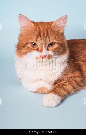 Liebenswert junge Ingwer Katze mit weißem Fell und ernstes Gesicht Liegen und Ausruhen auf blauem Hintergrund Stockfoto
