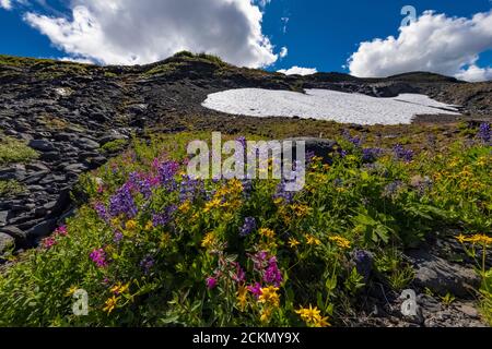 Alpine Wildblumenwiese entlang des Kletterpfades, der zum Heliotrope Ridge an den Hängen des Mount Baker, Mount Baker-Snoqualmie National Forest, Washi führt Stockfoto