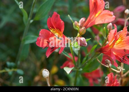 Peruanische Lilie (Alstroemeria aurea) in einem Sommergarten Grenze Stockfoto