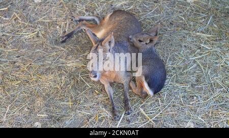 Familie von patagonian Mara Hasen, Mutter und ihr Kind haben eine Pause Stockfoto