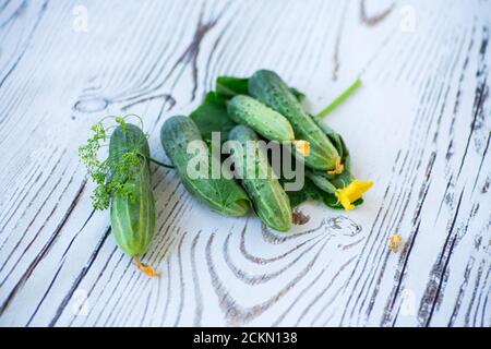 Frische natürliche grüne Gurken auf einem Holz Stockfoto