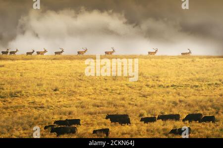 Rothirsch Hirsche Herde am Horizont Stockfoto