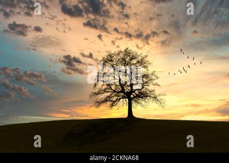 DE - BAVARIA: Eineinziger Baum bei Sonnenuntergang Stockfoto