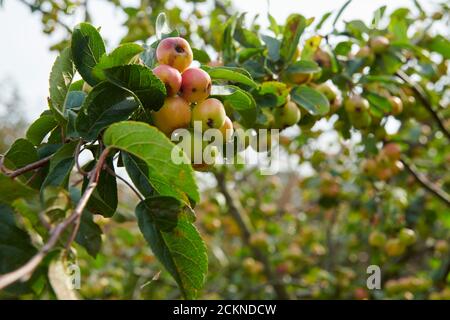 Pazifischer Krabbenapfel (Malus fusca) beladen mit Früchten im Spätsommer, England, Großbritannien, GB. Stockfoto