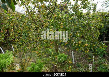 Pazifischer Krabbenapfel (Malus fusca) beladen mit Früchten im Spätsommer, England, Großbritannien, GB. Stockfoto