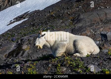 Mountain Goat, Oreamnos americanus, legte sich nieder und kaute seine Cud auf Heliotrope Ridge unterhalb Mount Baker, Mount Baker-Snoqualmie National Forest, war Stockfoto