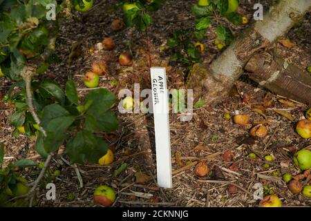 Windfall Äpfel in einem Obstgarten, East Yorkshire England, UK, GB, Stockfoto