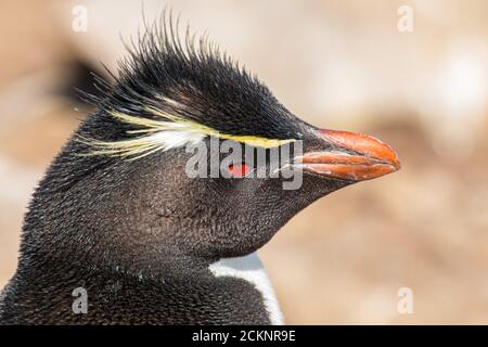 Nahaufnahme von Rockhopper Pinguin Stockfoto