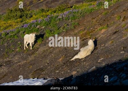 Bergziegen, Oreamnos americanus, in der Nähe von Hogsback Camp, einem Bergsteigercamp am Heliotrope Ridge an den Hängen des Mount Baker, Mount Bak Stockfoto