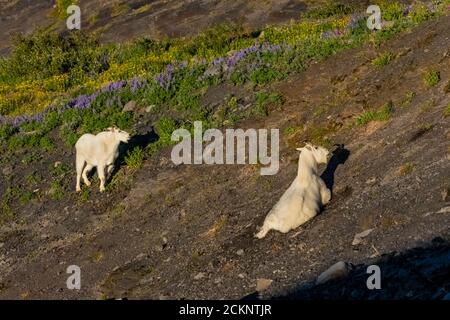 Bergziegen, Oreamnos americanus, in der Nähe von Hogsback Camp, einem Bergsteigercamp am Heliotrope Ridge an den Hängen des Mount Baker, Mount Bak Stockfoto