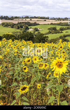 Ein Sonnenblumenfeld, das auf den Cotswolds in Holcombe in der Nähe der Stadt Painswick, Gloucestershire, Großbritannien, wächst Stockfoto