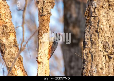 Buntspecht (Dendrocopos major) auf einem Baumstamm im Winterwald in Wladiwostok auf der russischen Insel. Stockfoto