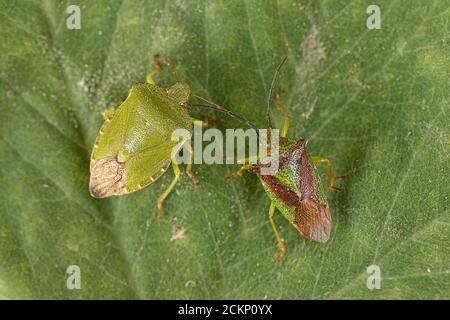 Gewöhnlicher grüner und Hawthorn Shieldbug Stockfoto