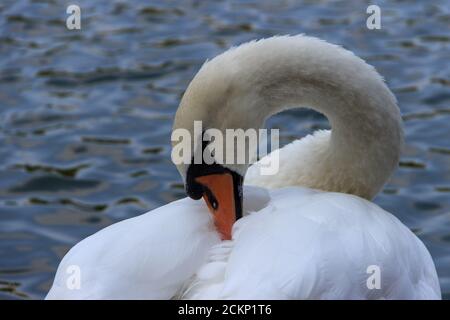 Schöne weiße Schwan auf einem Hintergrund von Wasser auf der Teiche des Patriarchen in Moskau Stockfoto