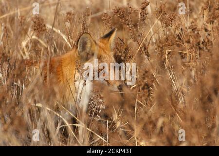Der Fuchs jagt auf dem Feld unter dichten Gestrüppen aus trockenem Gras. Stockfoto