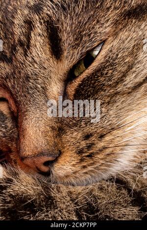 Inländische tabby Katze Gesicht Nahaufnahme mit selektivem Fokus Stockfoto