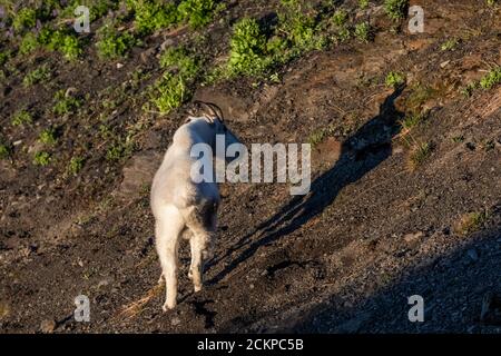 Mountain Goat, Oreamnos americanus, Fütterung in der Nähe von Hogsback Camp, ein Kletterer-Camp entlang Heliotrope Ridge unterhalb Mount Baker, Mount Baker-S Stockfoto