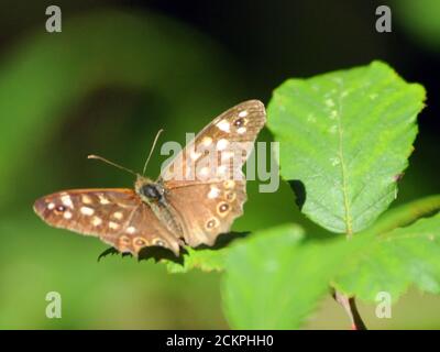 GESPRENKELTE HOLZ SCHMETTERLING Stockfoto