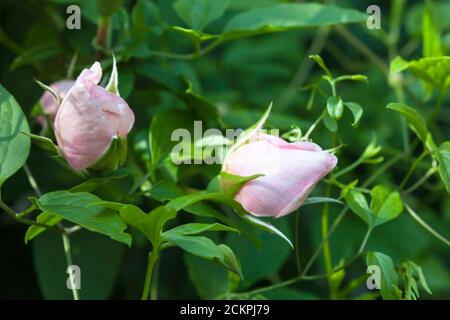 Knospen der englischen Kletterrose 'The Generous Gardener' (Rosa 'Ausdrawn') in einem kleinen privaten Garten in Gosport, Hampshire, Großbritannien Stockfoto