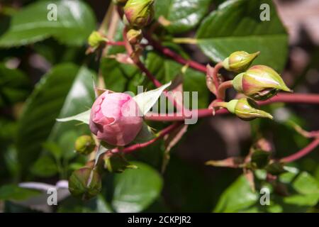 Knospen der englischen Kletterrose 'The Generous Gardener' (Rosa 'Ausdrawn') in einem kleinen privaten Garten in Gosport, Hampshire, Großbritannien Stockfoto