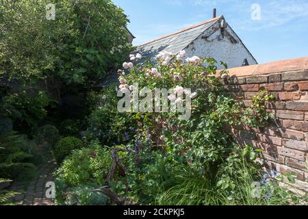 Blumen der englischen Kletterrose 'The Generous Gardener' (Rosa 'Ausdrawn') in einem kleinen privaten Garten in Gosport, Hampshire, Großbritannien Stockfoto