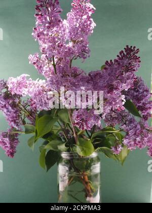 Ein schönes Bouquet von Flieder im Glas. Stockfoto