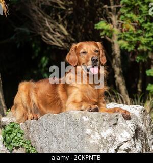 Golden Retriever Hund Stockfoto