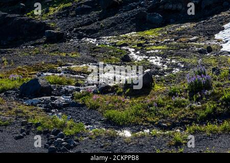 Der Bach stammt aus dem Schmelzen des Coleman Glacier auf dem Heliotrope Ridge unterhalb des Mount Baker, Mount Baker-Snoqualmie National Forest, Washington State, USA Stockfoto