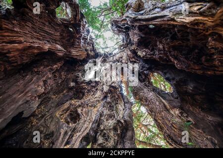 Blick in den Hohlstamm der Eibe im Kirchhof der St. Mary's Church in Downe, Kent. Die Eibe soll über 1700 Jahre alt sein. Stockfoto