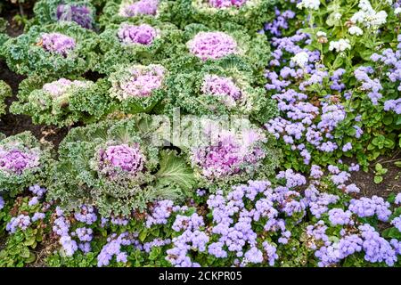 Draufsicht auf bunte und schöne dekorative Kohl. Verschiedene dekorative Kohl. Stockfoto