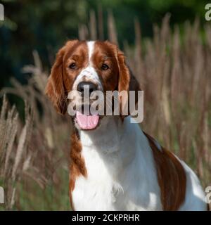 Welsh Springer Spaniel Hund Stockfoto