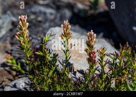 Mountain Indian Paintbrush, Castilleja parviflora var. albida, blüht auf Heliotrope Ridge unterhalb Mount Baker, Mount Baker-Snoqualmie National Forest, Stockfoto