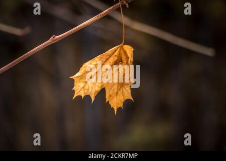 Ahornblatt im Winter Stockfoto