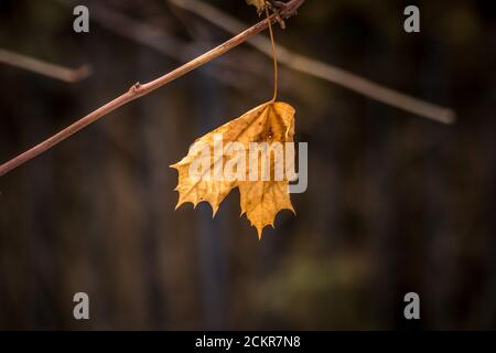 Ahornblatt im Winter Stockfoto