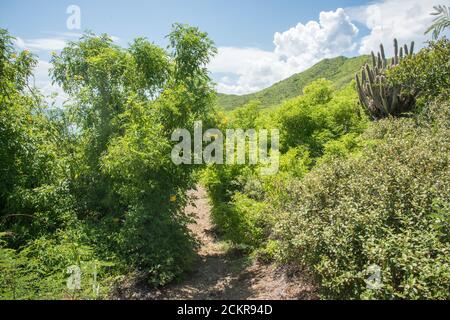 Pfad durch Küstenhügelkette mit Kakteen, Pflanzen und Wildblumen, unter blauem Himmel mit Wolken auf St. Croix in der US VI Stockfoto