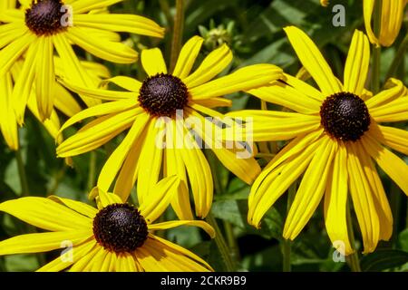 Rudbeckia fulgida Goldsturm Rudbeckia goldsturm Schwarzäugige Susan krautige blühende Blüten Stockfoto