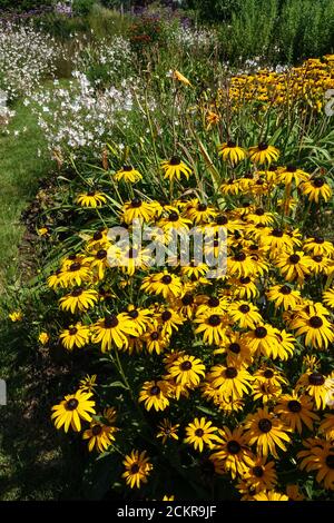 Rudbeckia fulgida Goldsturm Rudbeckia goldsturm Schwarzaugen Susan Garden Grenze Stockfoto