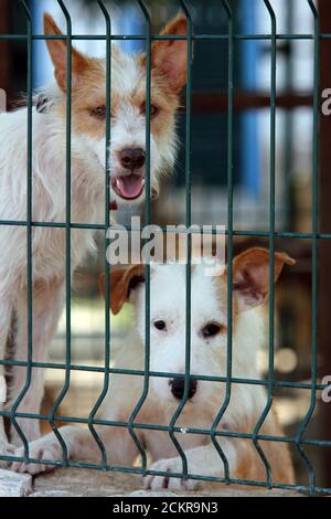 Vertikale Aufnahme von zwei niedlichen weißen und braunen Cardigan Welsh Corgi Hunde in einem Käfig Stockfoto