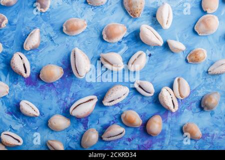 Verschiedene Muschelmuster auf blauem Beton-Hintergrund, Draufsicht, flaches Lay. Stockfoto