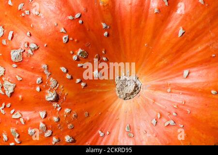 Nahaufnahme Kürbis Makro Shoot Herbst Symbol. Stockfoto