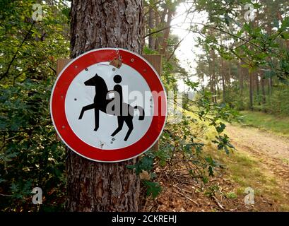 Reiten in diesem Wald verboten! Das Schild ist an einen Baum geschraubt. Fussweg im Hintergrund. Stockfoto