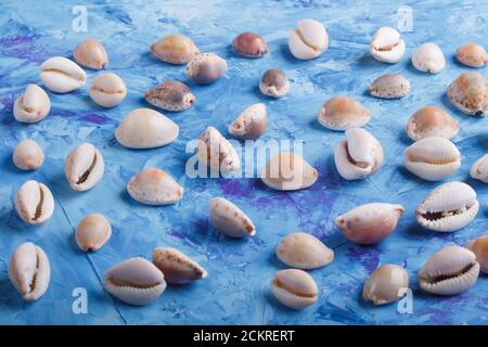Verschiedene Muschelmuster auf blauem Beton-Hintergrund, Seitenansicht, flaches Lay. Stockfoto