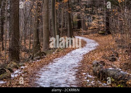 Eisiger Weg im Wald Stockfoto