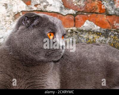 Orangefarbene Ansicht einer Falte grau schottische Katze. Stockfoto