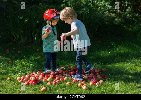 2 kleine Jungen, die in einem Apfelhaufen spielen Stockfoto