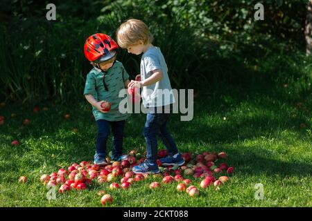 2 kleine Jungen spielen in einem Haufen roter Äpfel Stockfoto