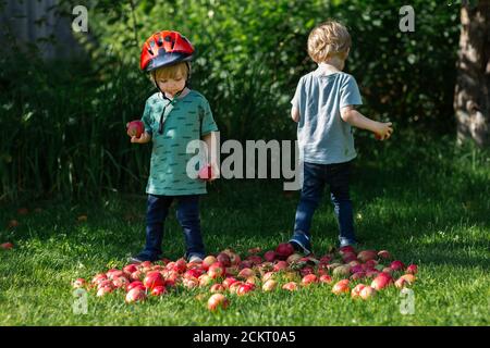 2 kleine Jungen spielen in einem Haufen roter Äpfel Stockfoto