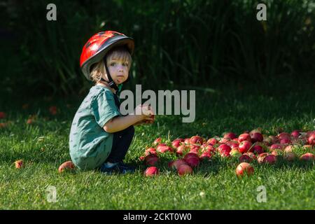 Kleiner Junge im Garten mit einem roten Haufen Äpfel Stockfoto